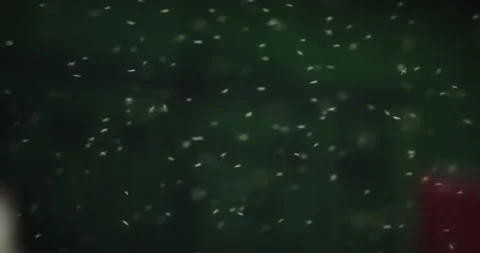 Insects swarm mosquitoes fly in the rays of light. at the setting sun, slow m Video stock 257950261