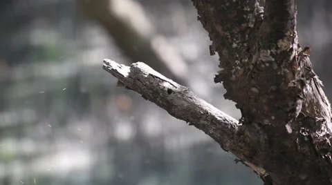 Insects swarm tree in mangrove forest, video HD Stock Footage 53132280