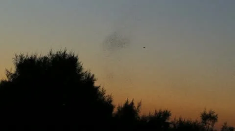 Insects Swarm Treetop Stock Footage 11137006