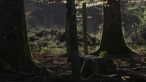 Insects swarming and dancing in warm sunbeams of a forest while a wild boar quie Stock Footage 321883440