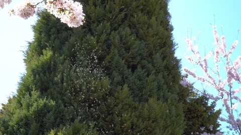 Insects swarming Video stock 105610730