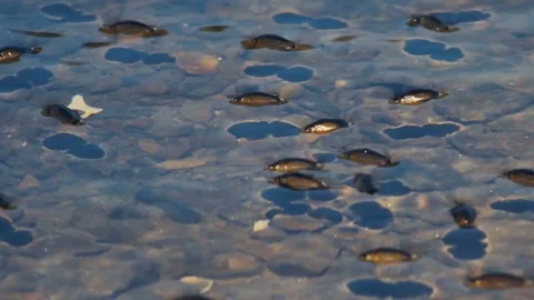 INSECTS SWARMING IN THE RIVER Stock Footage 84292095