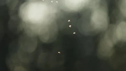 Insects Swarming in the Soft Sunlight of a Giant Redwood Forest Vidéo 331108198
