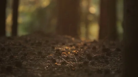 Insects swarming in the stream of sun on the grass, crop canopy Video stock 80069927