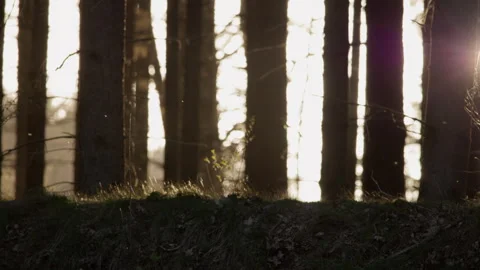 Insects swarming in sunbeams between pine trunks, forest backlight. 4K 60fps. Stock Footage 334350140