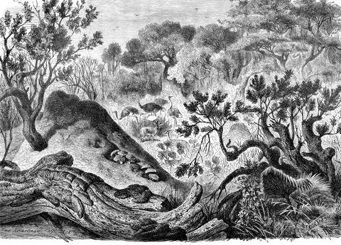 Insects, Termite Mound, Historic, digitally restored reproduction from a 19th Stock Illustration