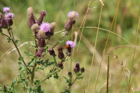 Insects on thistles Stock Photos