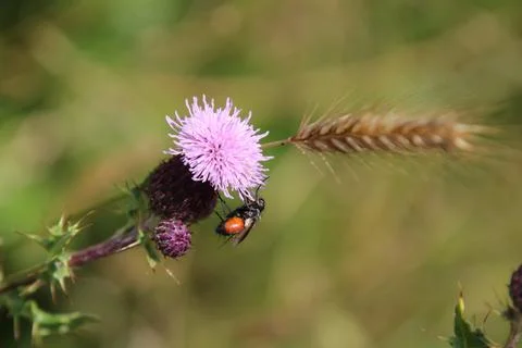 Insects on thistles Stock Photos
