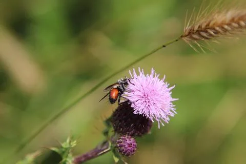 Insects on thistles Stock Photos