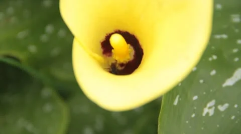 Insects trapped in a flower Stock Footage 10736455