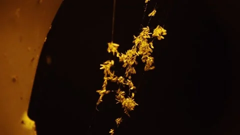 Insects Trapped Inside Web Stock Footage 141385940