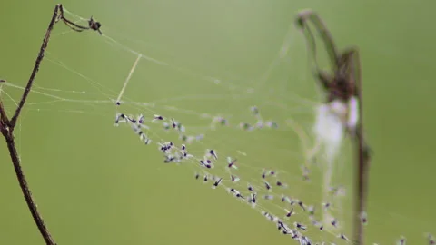 Insects trapped in the spider web - 4K - ProRes Stock Footage 162839528