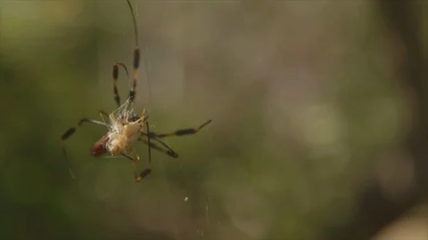 Insects trapped on spider web Video stock 100172663