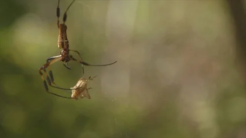 Insects trapped on spider web Stock Footage 100172720
