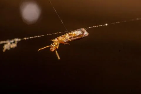 Insects trapped in spider webs Stock Photos