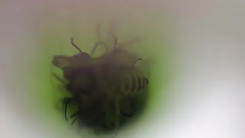 Insects trying to escape pitcher plane leaf. Video stock 286157234