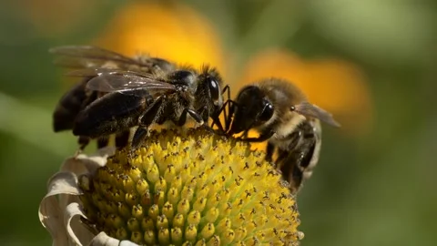 Insects. Two types of honeybees try to collect pollen from a drying chamomile. Vídeos de archivo 139248521