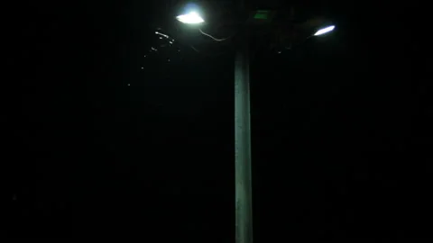 Insects under lamp post Stock Footage 104719476