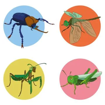 Insects in vector Stock Illustration
