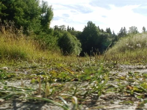 Insects View Stock Footage 489924