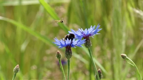 Insects Visiting Cornflower Blossoms Stock Footage 309921274