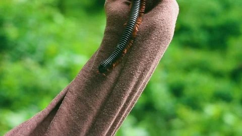 Insects walking on a guy's jacket. Stock Footage 109235197