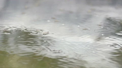 Insects walking on the water 스톡 동영상 58610474