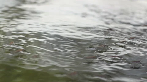 Insects walking on the water Stock Footage 58610887