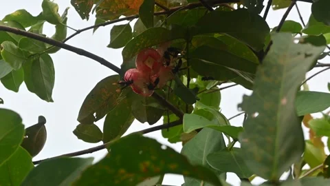 Insects on water apple or rose apple fruit. Stock Footage 300097867