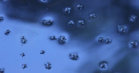 Insects in the water Stock Footage 90773206