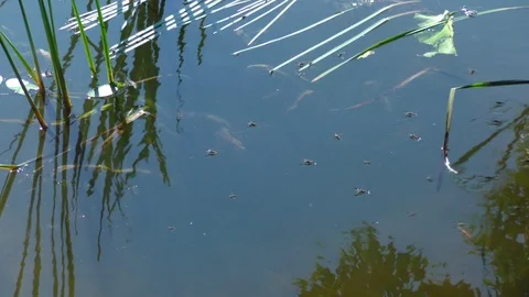 Insects on the water 库存影片 116268950