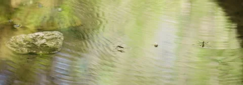 Insects on Water Stock Footage 340591812