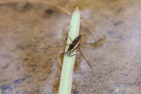 Insects on the water Stock Photos