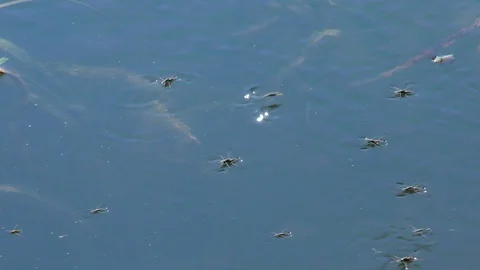 Insects Water striders on a pond 库存影片 116268964
