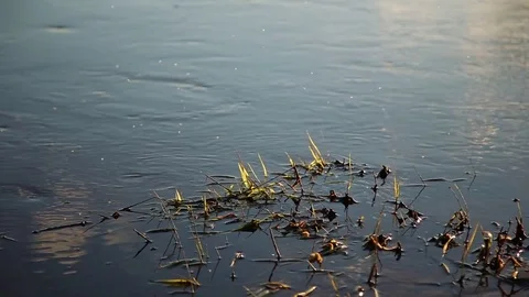 Insects on the water surface Stock Footage