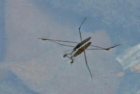 Insects on water surface Stock Photos