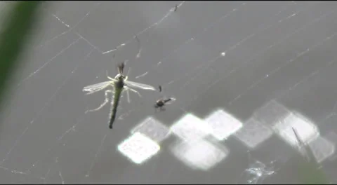 Insects in the web 스톡 동영상 38399935