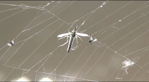 Insects in the web Stockbeeldmateriaal 38400102