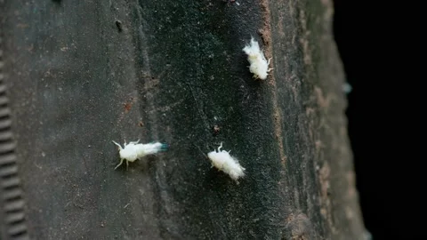 Insects: white aphid on the car tyre Stock Footage 205548158