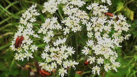 Insects on a white flower. Stock Footage 95437328
