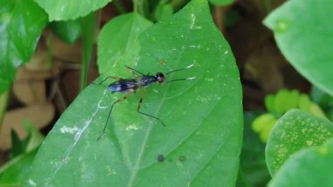 Insects whose lives like to perch on leaves Video stock 225016145
