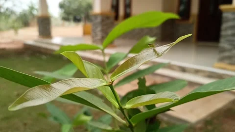 Insects wiggling on a leaf in the wind Stock Footage 253276181