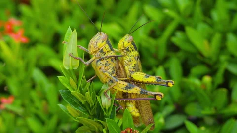 Insects in the wild, mating Stock Footage 279498244