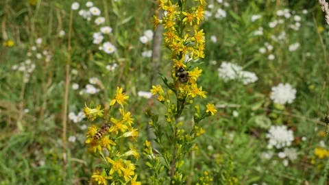 Insects on a yellow flower. Video stock 116550401
