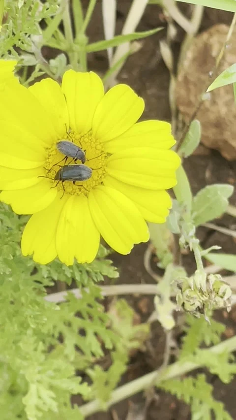 Insects on yellow flower macro close up pollination nature concept Stock Footage 332659116