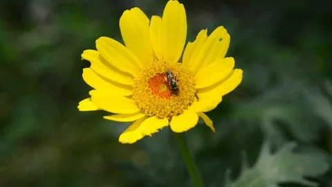 Insects on the yellow Stock Footage 91749120