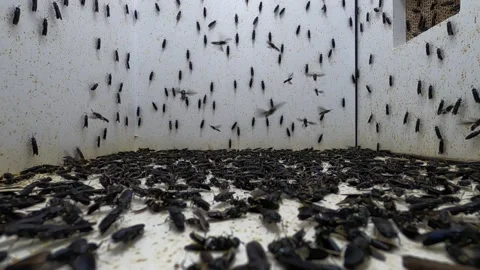 Insects1 Stock Footage 218977615