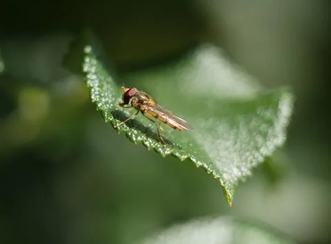 Insekt on the edge of leaf Stock Photos