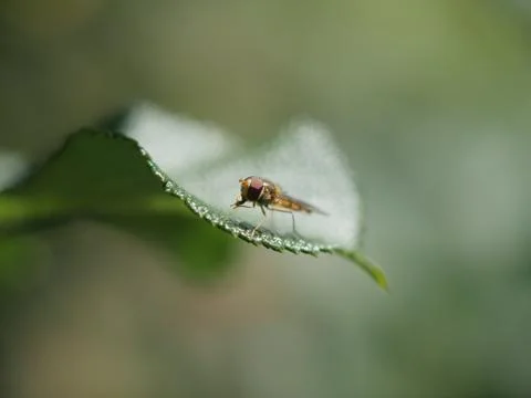 Insekt on the edge of leaf Stock Photos