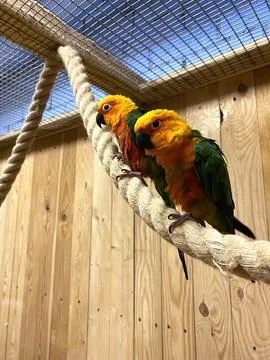 Inseparable parrots. Vertical image  for social networks Stock Photos
